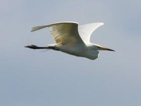 Broedvogel Monitoring Project